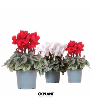 Cyclamen