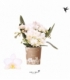 Phalaenopsis