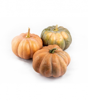 Cucurbita