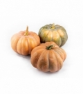 Cucurbita