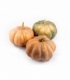 Cucurbita