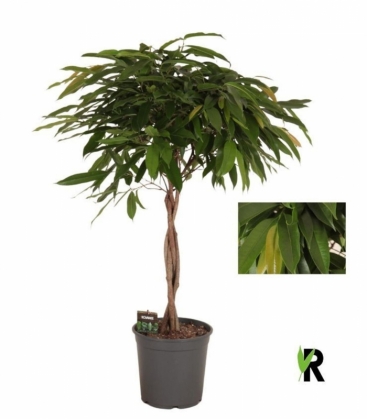 Ficus