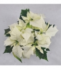 Poinsettia