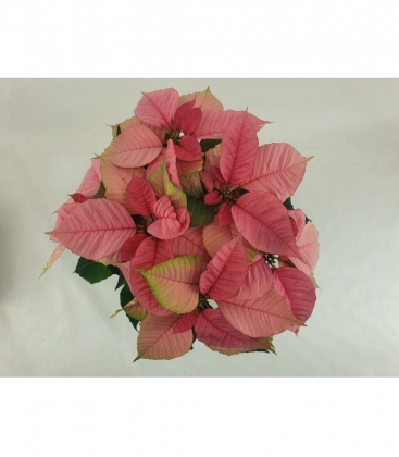 Poinsettia