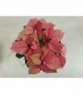 Poinsettia