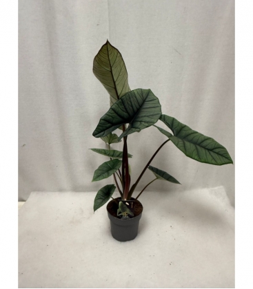 Alocasia