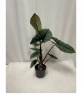 Alocasia