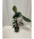 Alocasia