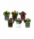 Kalanchoe