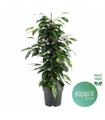 Ficus