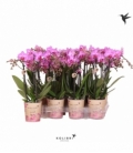 Phalaenopsis