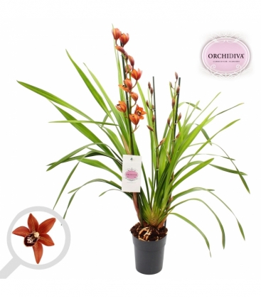 Cymbidium