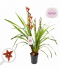 Cymbidium
