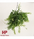 Aeschynanthus
