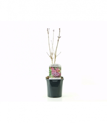 Syringa