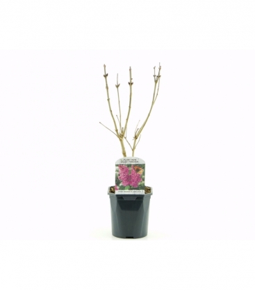 Syringa