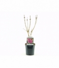 Syringa