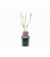Syringa