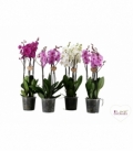 Phalaenopsis