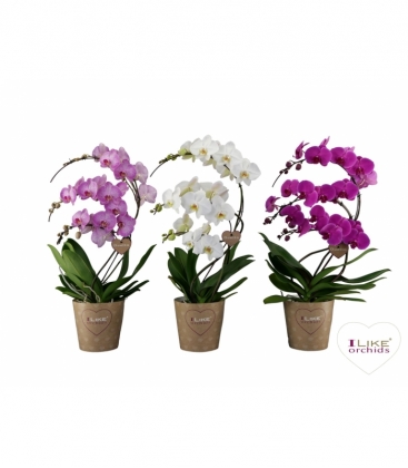Phalaenopsis