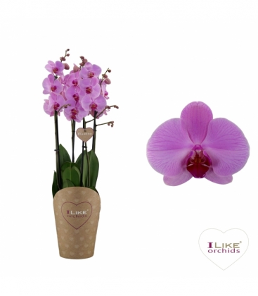 Phalaenopsis
