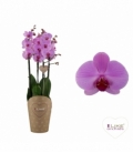 Phalaenopsis
