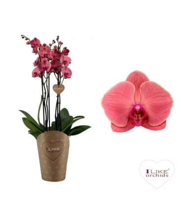 Phalaenopsis