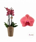 Phalaenopsis