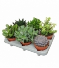 succulents