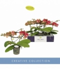 Phalaenopsis