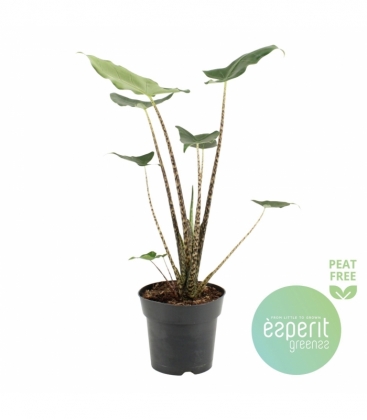 Alocasia