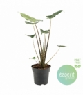 Alocasia