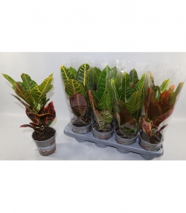 Croton