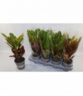 Croton
