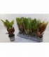 Croton