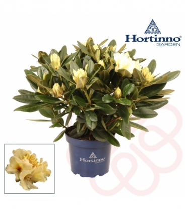 Rhododendron