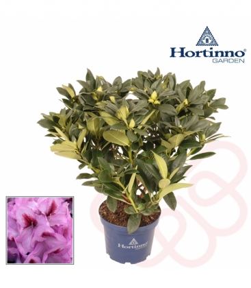 Rhododendron