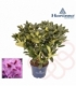 Rhododendron