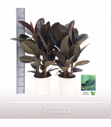 Ficus