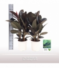 Ficus