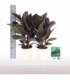 Ficus