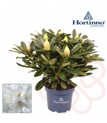 Rhododendron