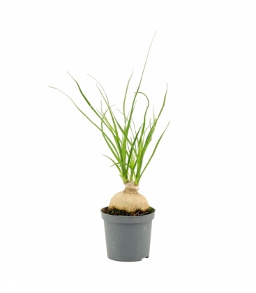 Beaucarnea
