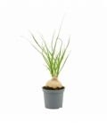 Beaucarnea