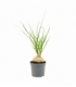 Beaucarnea