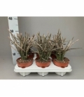 Euphorbia