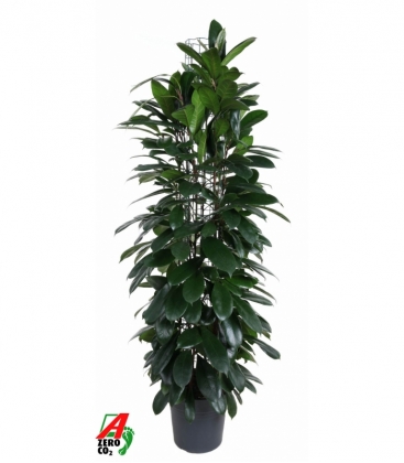 Ficus