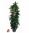 Ficus