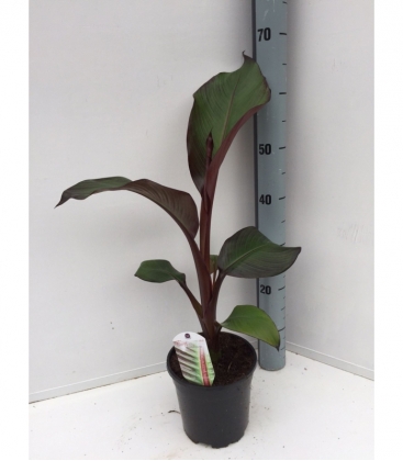 Musa