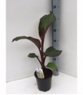 Musa